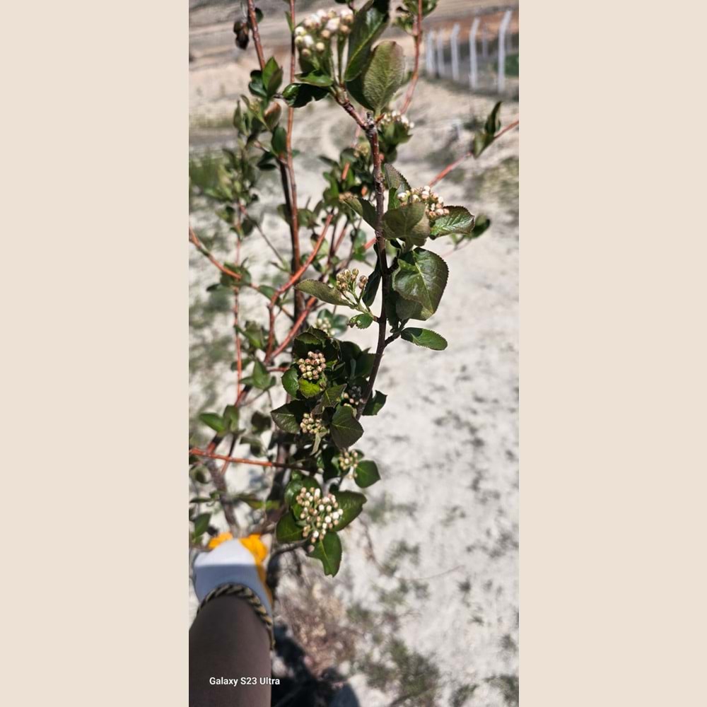 ARONIA FIDESI 10 ADET