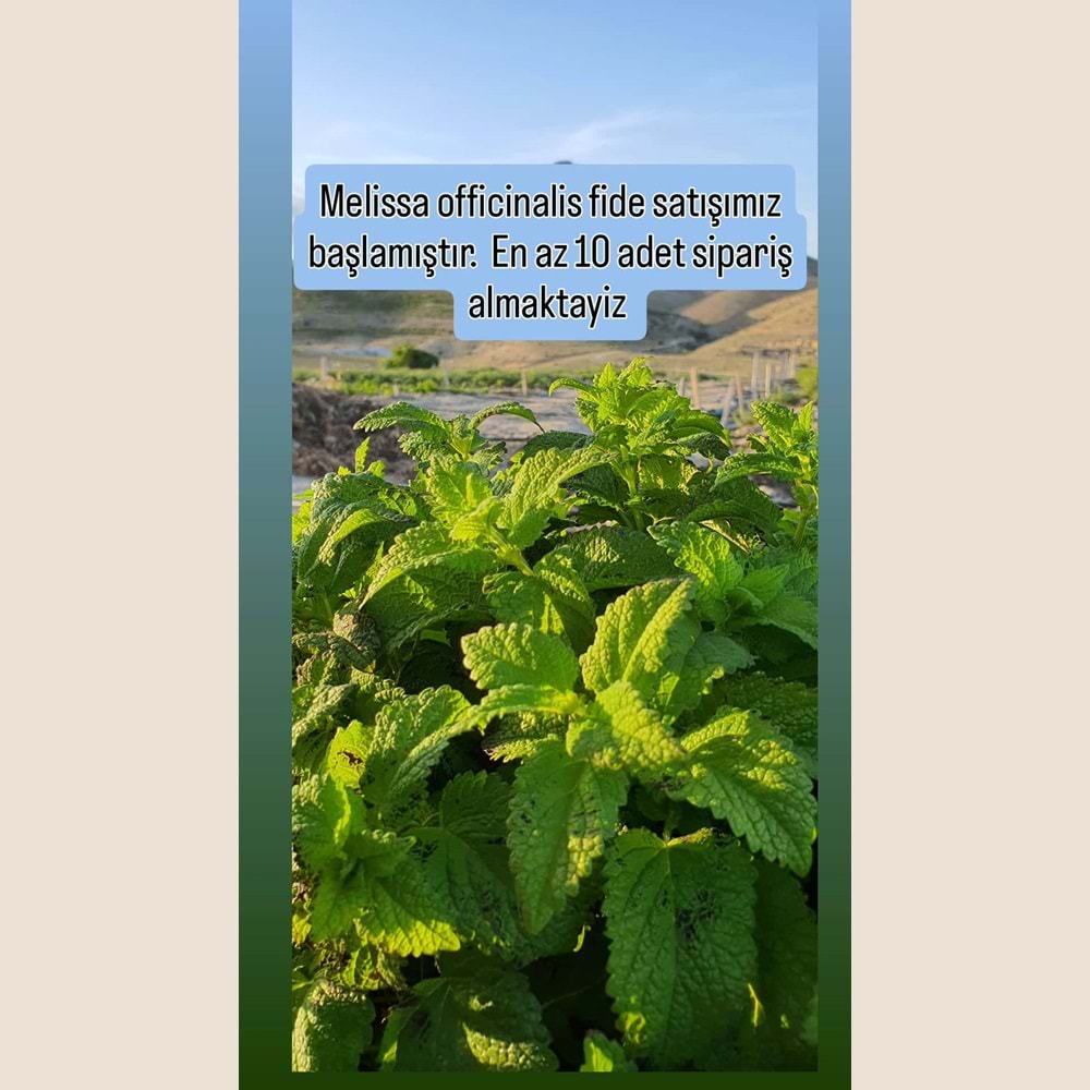 MELİSA OFFICINALIS FIDE 10 ADET