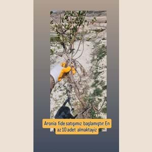ARONIA FIDESI 10 ADET