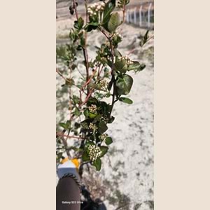 ARONIA FIDESI 10 ADET