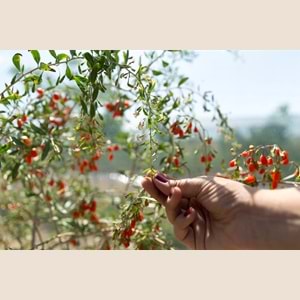 GOJİBERRY YAPRAK ÇAYI 25 GR